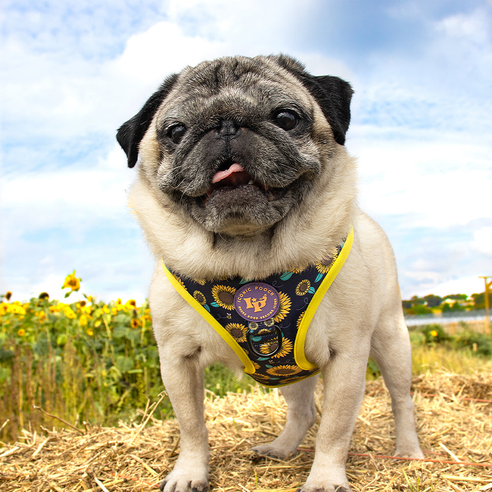 Happy pug with tongue out wearing funky dog harness with yellow sunflower print