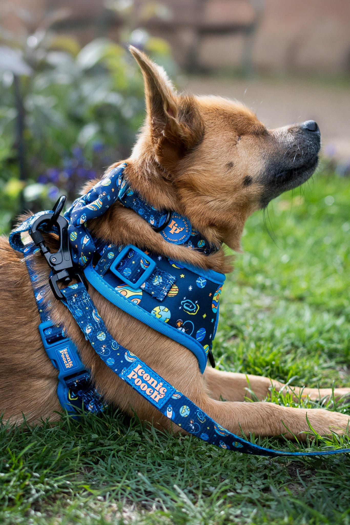 Adjustable Dog Collar - Mission: Iconic m