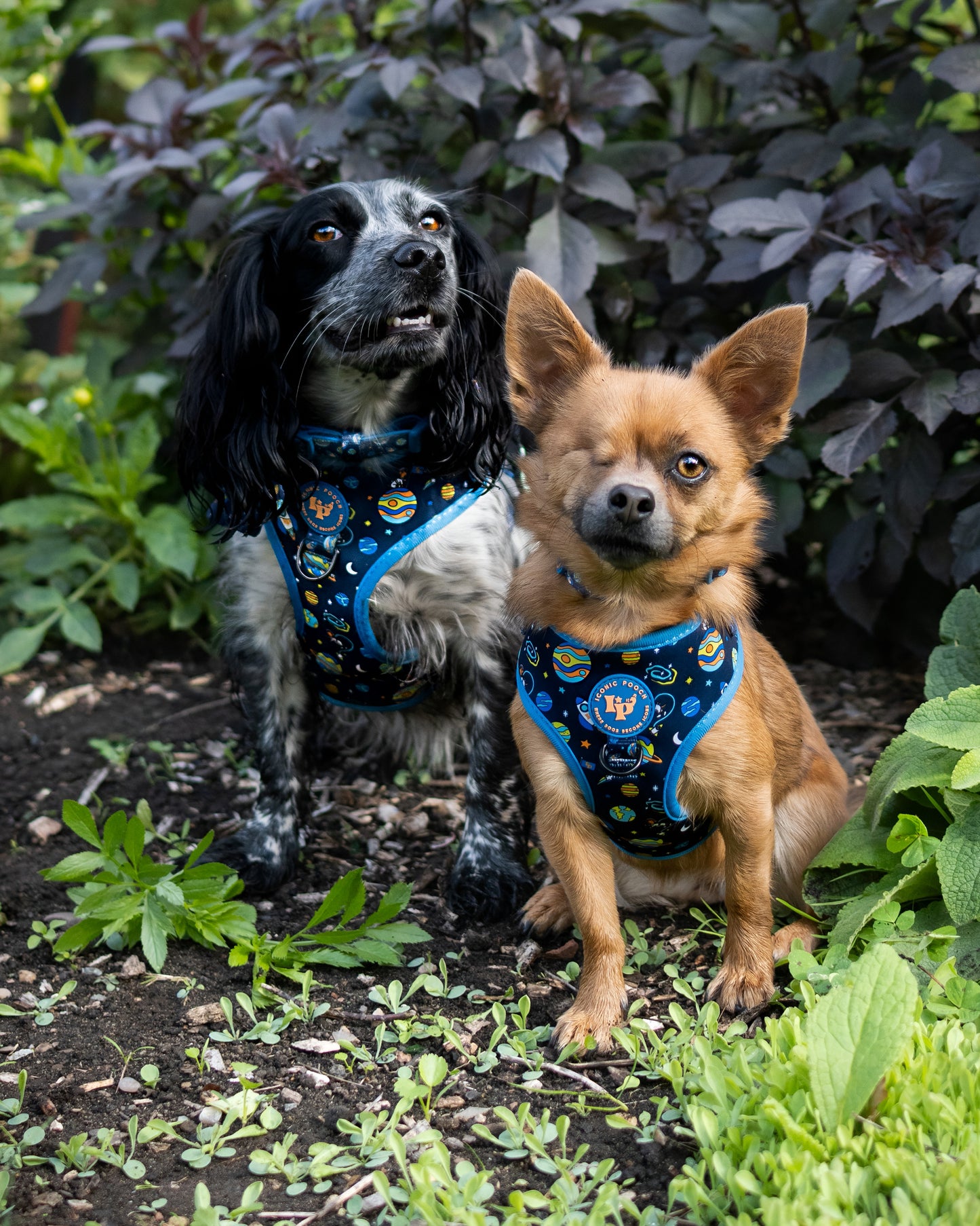 Adjustable Dog Harness - Mission: Iconic