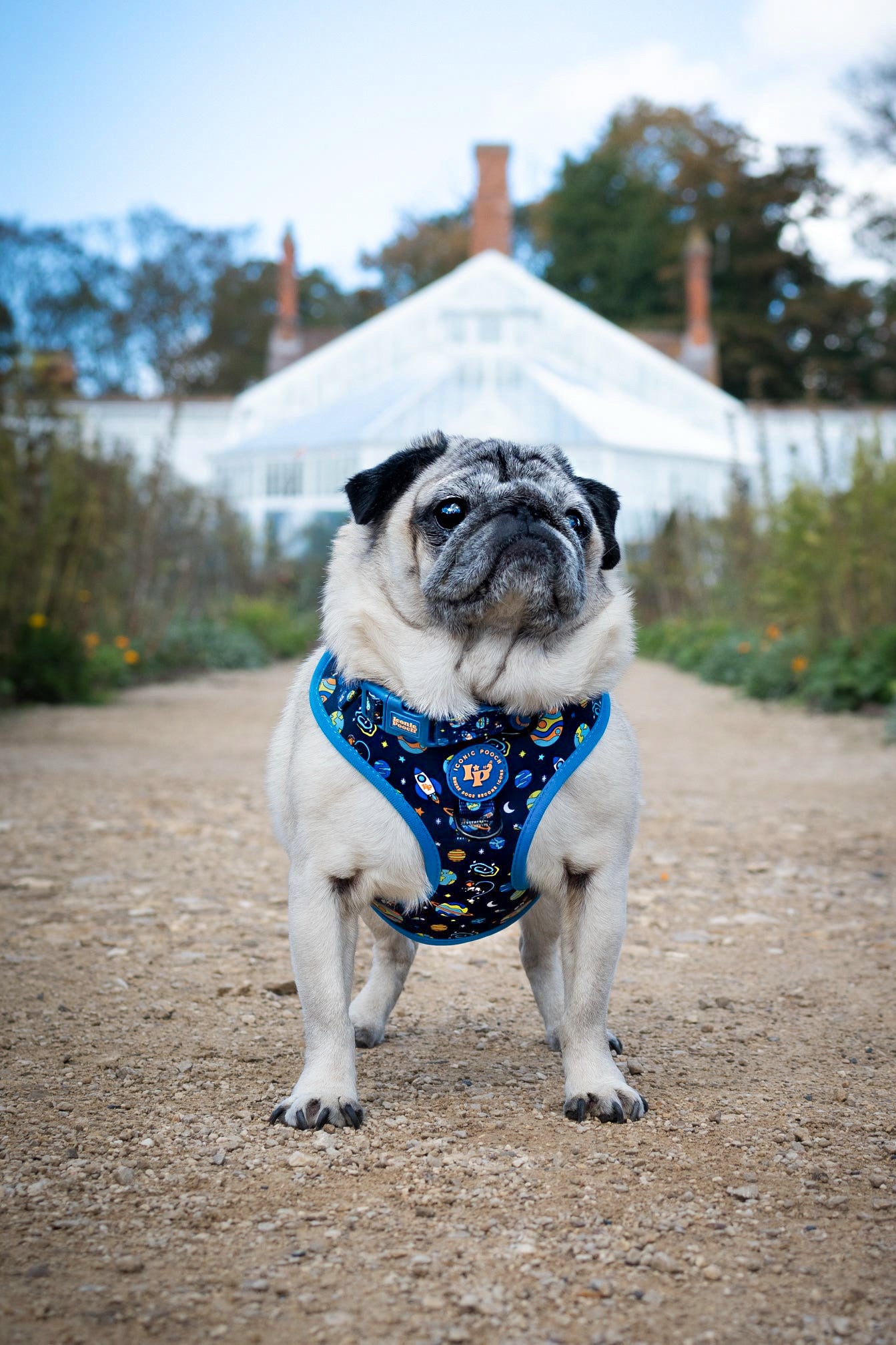 Adjustable Dog Harness - Mission: Iconic