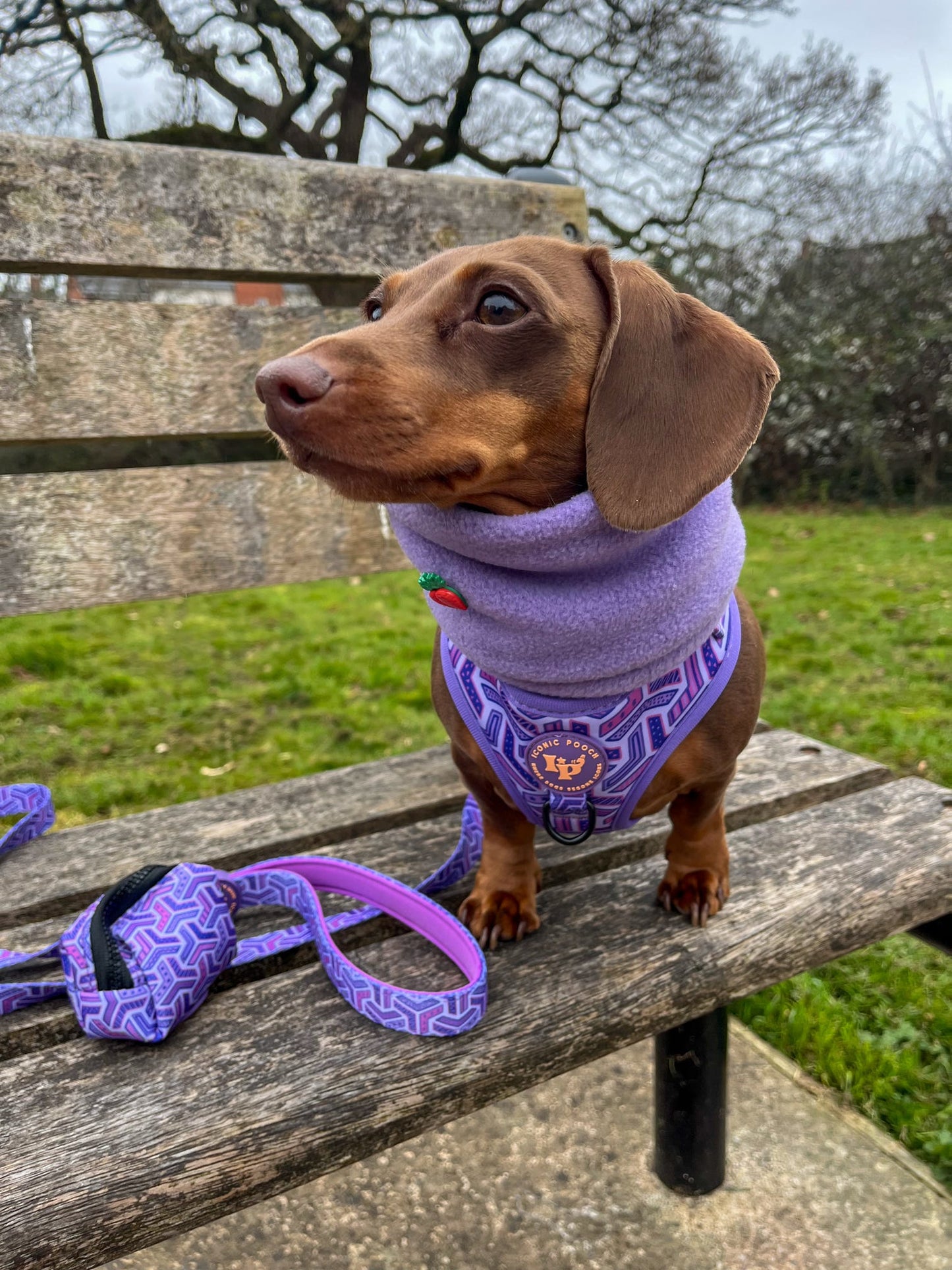 Dog Poop Bag Holder - Purple Passion