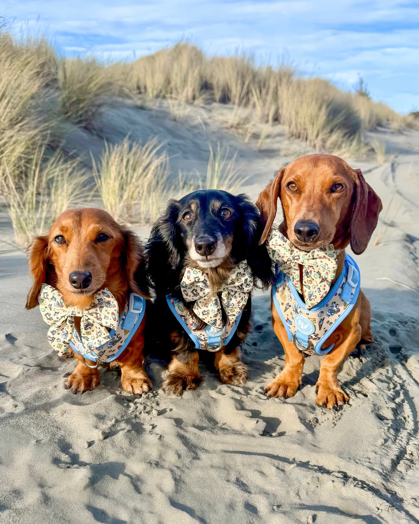 Adjustable Dog Harness - Endless Summer