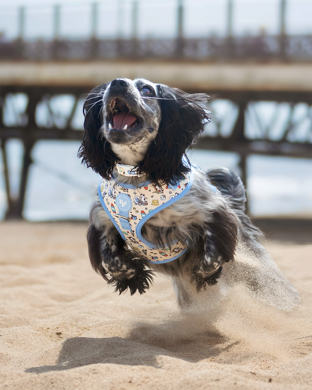 Adjustable Dog Harness - Endless Summer
