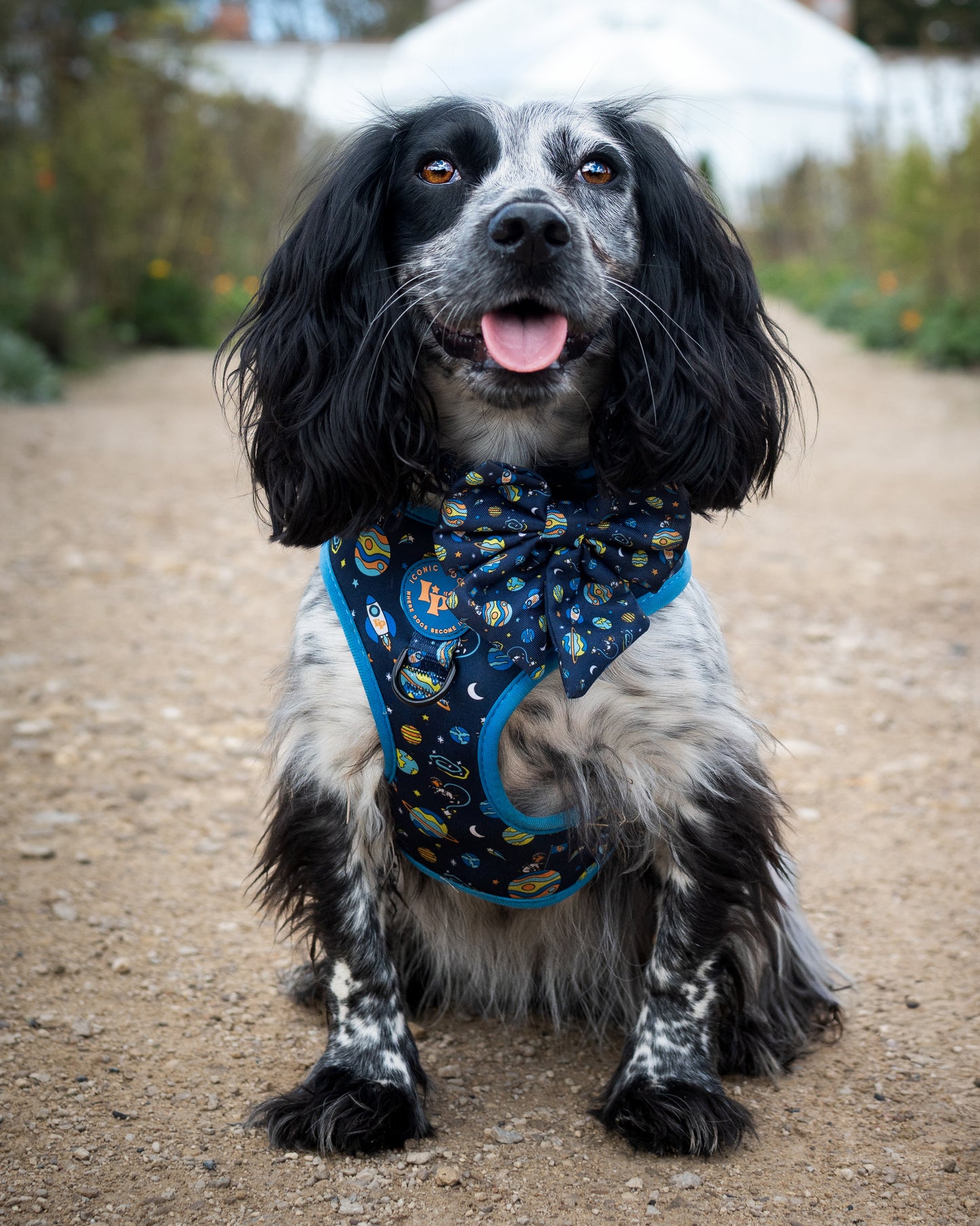 Adjustable Dog Harness - Mission: Iconic