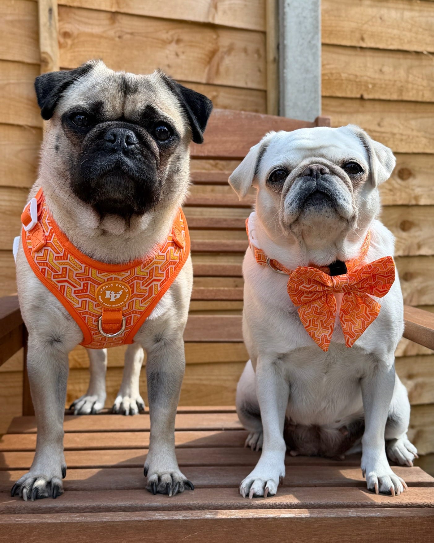 Adjustable Dog Harness - Orange Passion