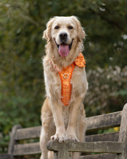 Sailor Bow Tie - Orange Passion