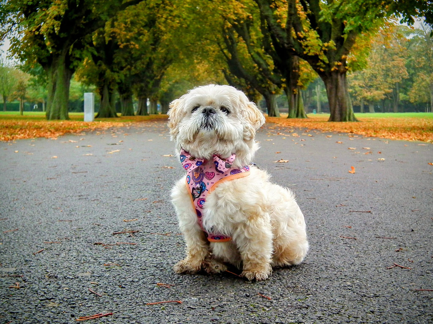 Dog Bow Tie - Doughnuts Delight