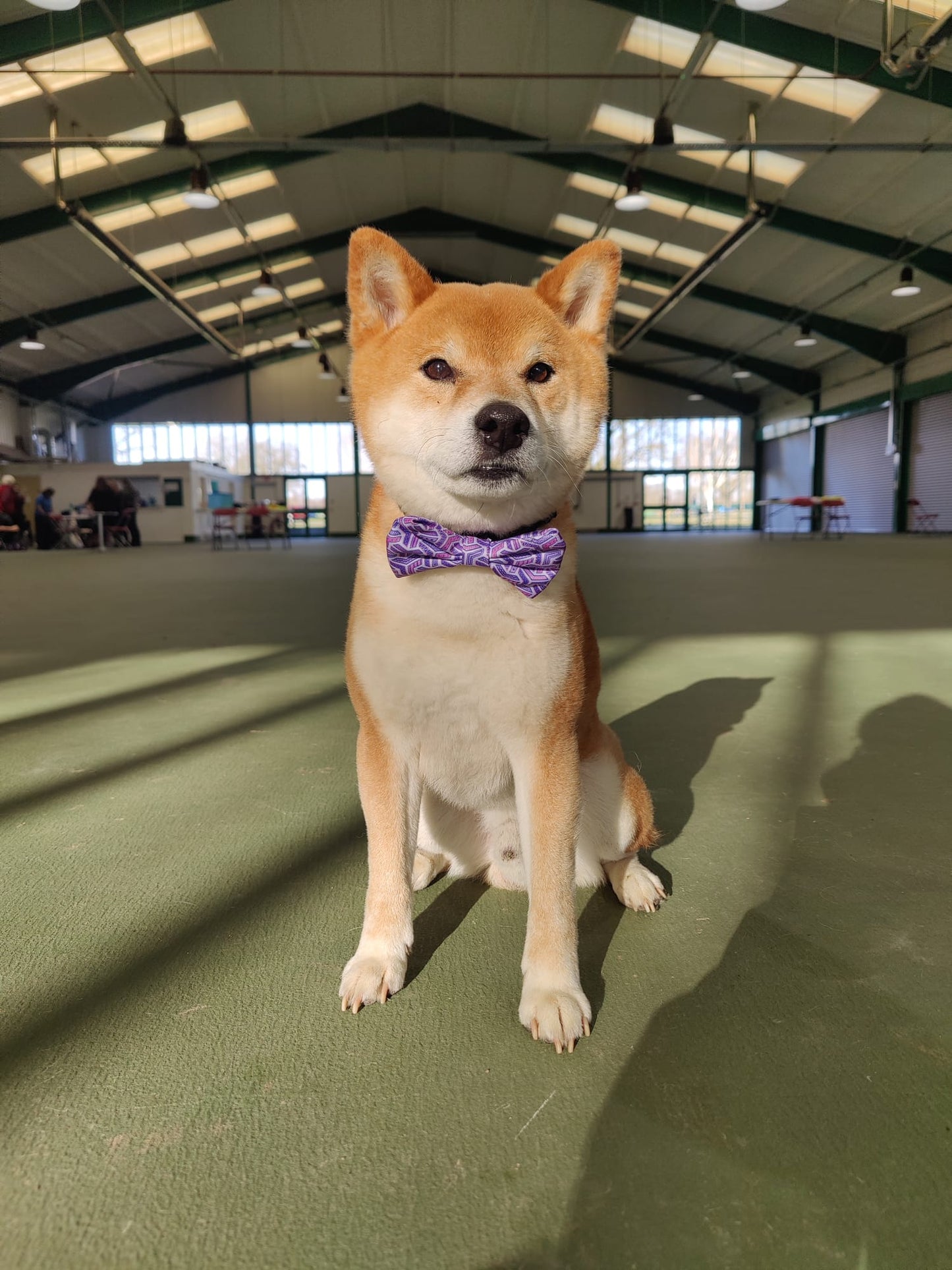 Dog Bow Tie - Purple Passion