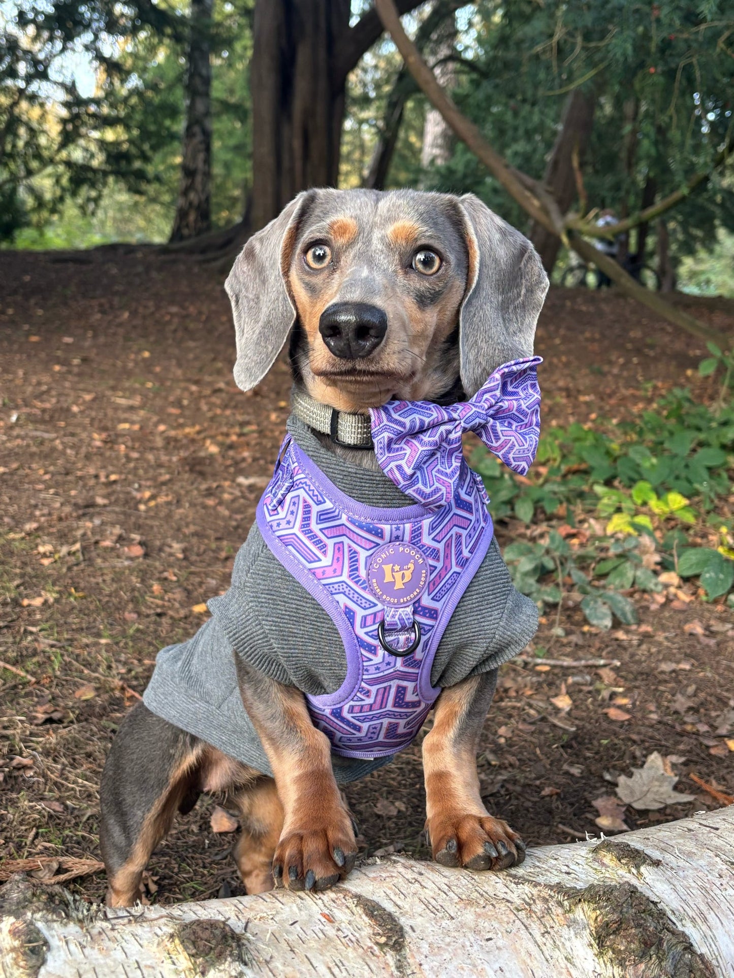 Dog Bow Tie - Purple Passion