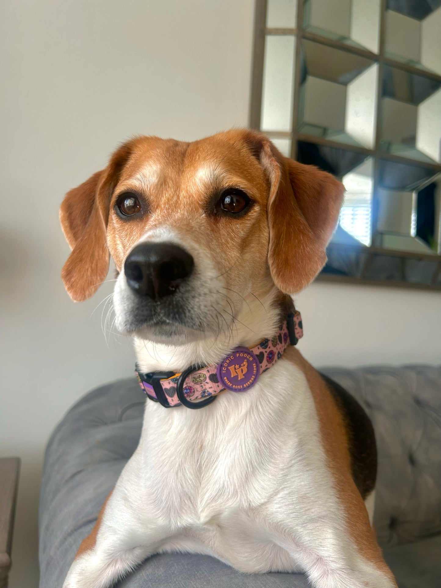 Adjustable Dog Collar - Doughnuts Delight