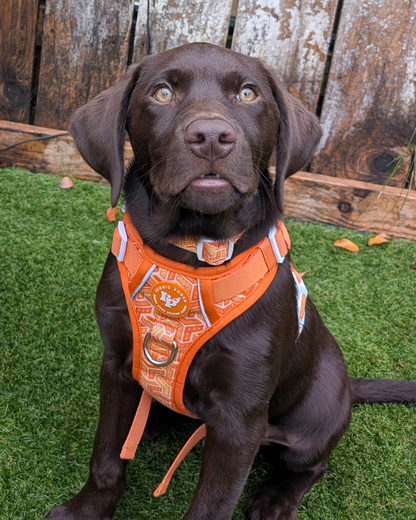Adjustable Dog Collar - Orange Passion
