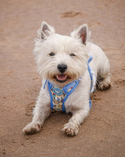 3 Click Adventure Dog Harness - Endless Summer