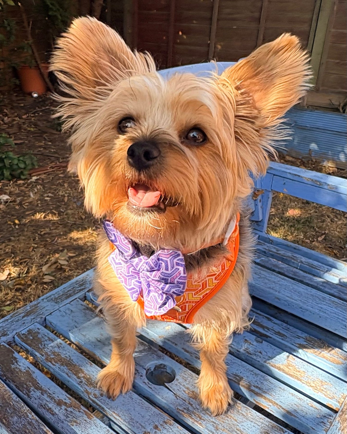 Adjustable Dog Harness - Orange Passion