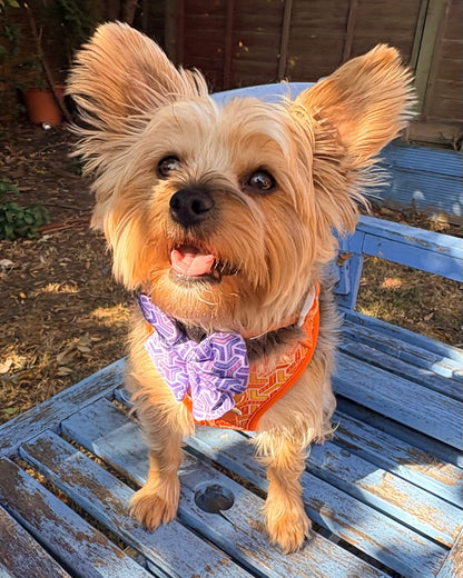Adjustable Dog Harness - Orange Passion
