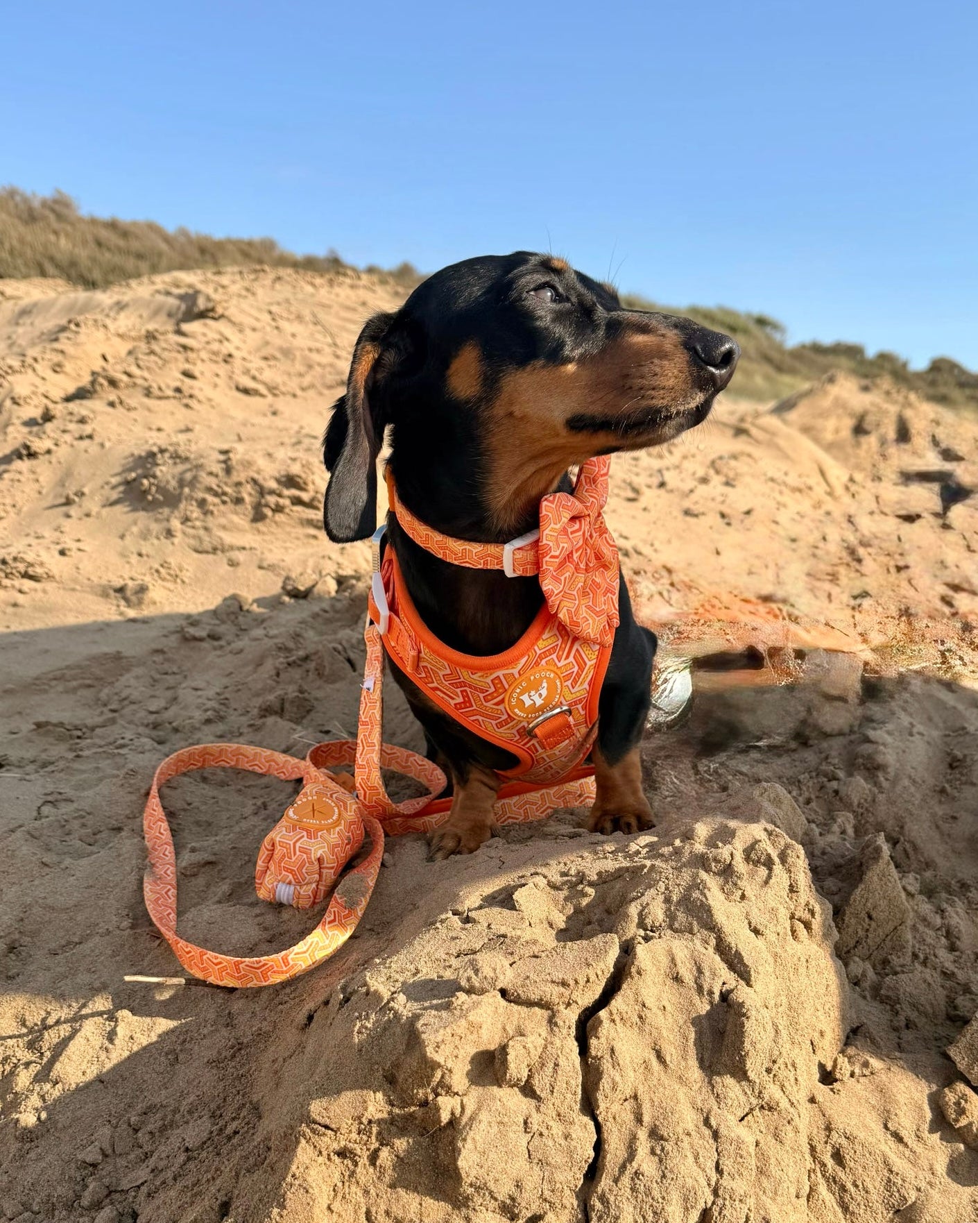 Sailor Bow Tie - Orange Passion