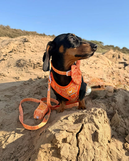 Sailor Bow Tie - Orange Passion