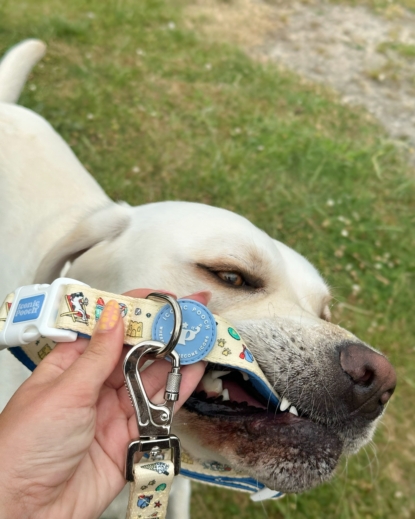 Dog Lead - Endless Summer