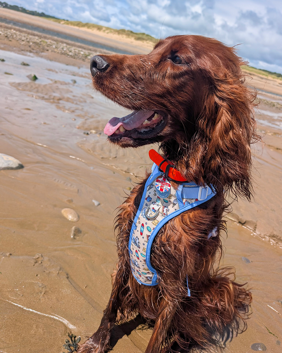 3 Click Adventure Dog Harness - Endless Summer