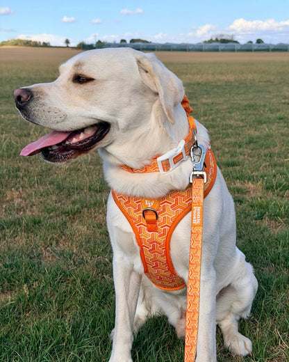 Adjustable Dog Collar - Orange Passion