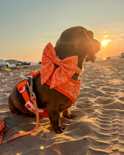Adjustable Dog Harness - Orange Passion