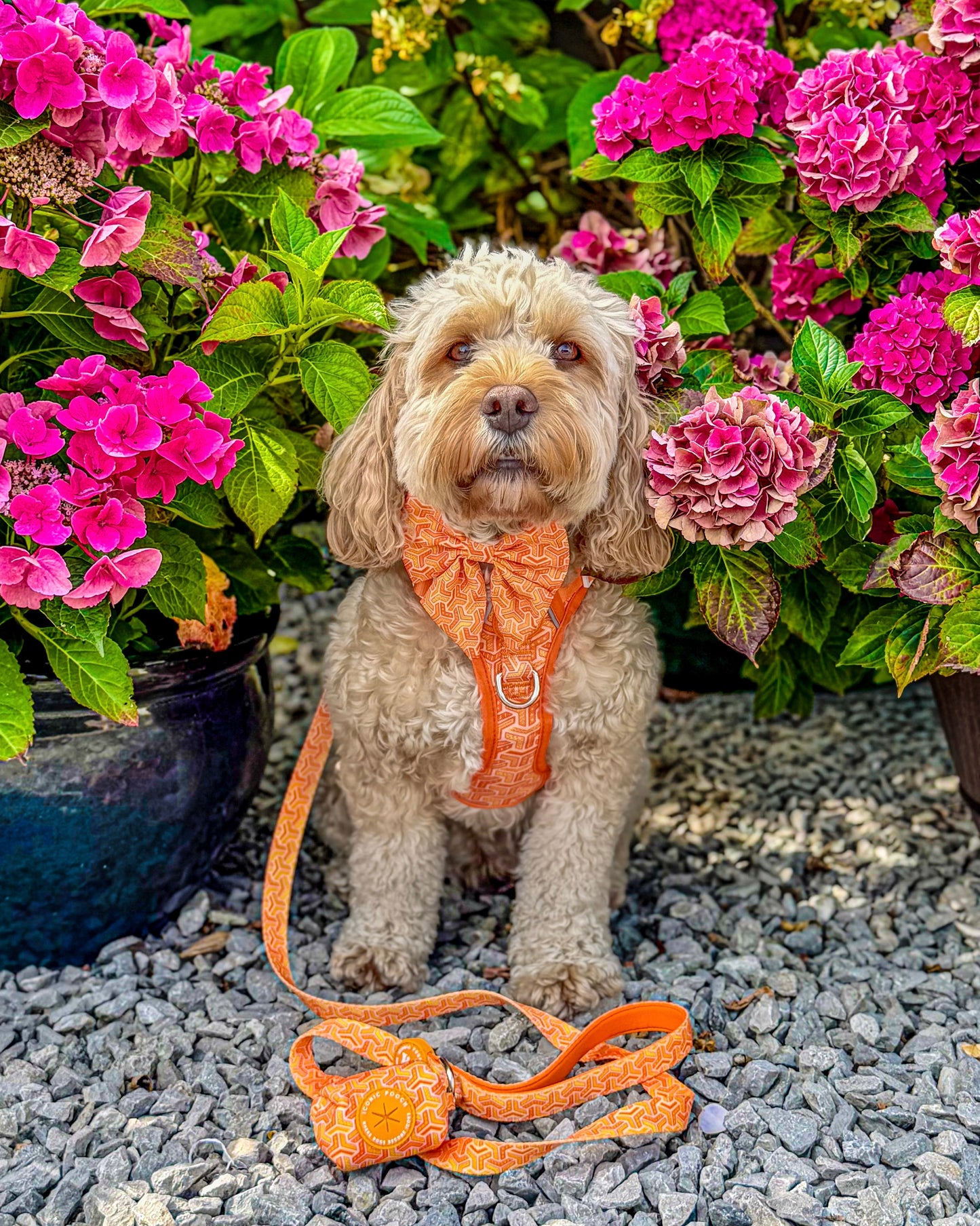 Sailor Bow Tie - Orange Passion