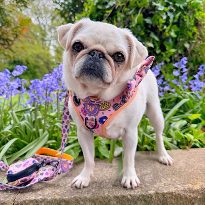 Adjustable Dog Collar - Doughnuts Delight