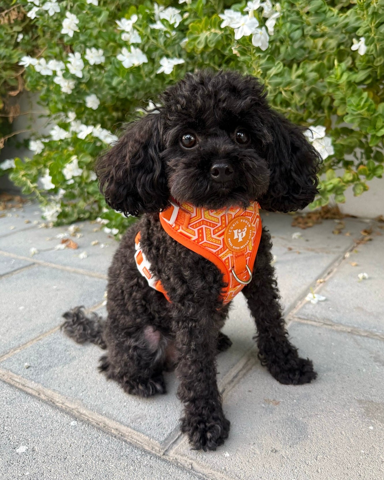 Adjustable Dog Harness - Orange Passion