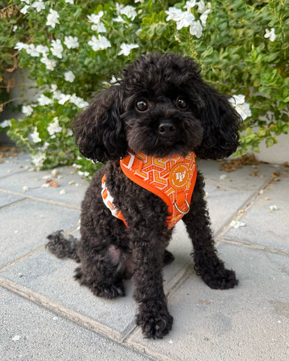 Adjustable Dog Harness - Orange Passion