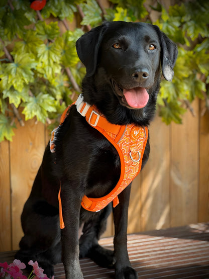 3 Click Adventure Dog Harness - Orange Passion