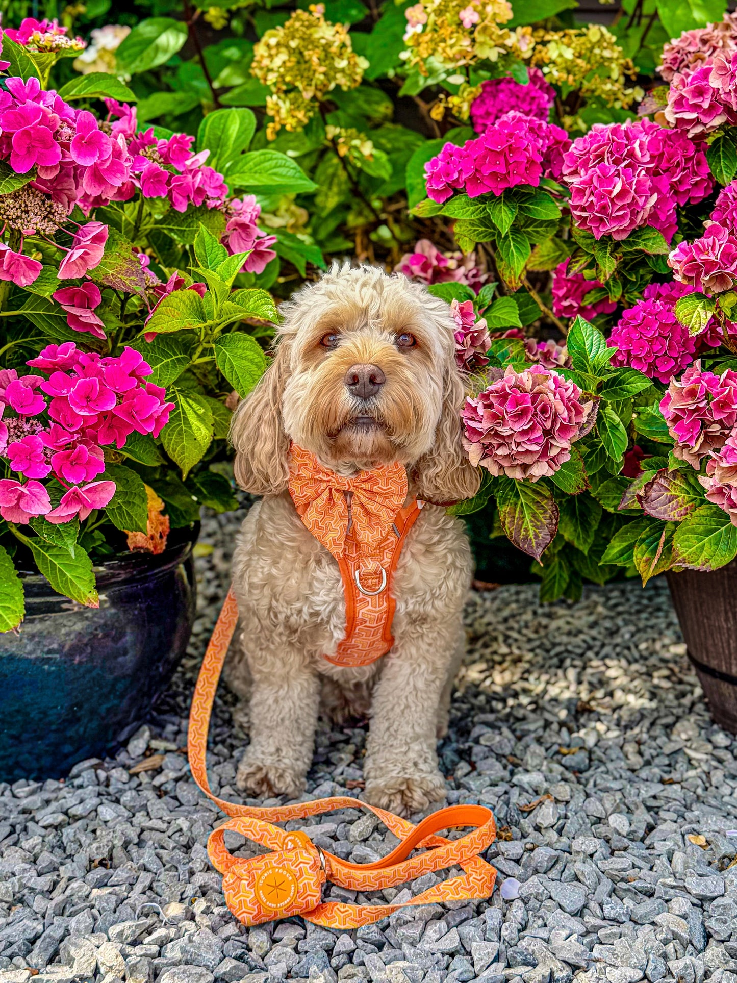 3 Click Adventure Dog Harness - Orange Passion