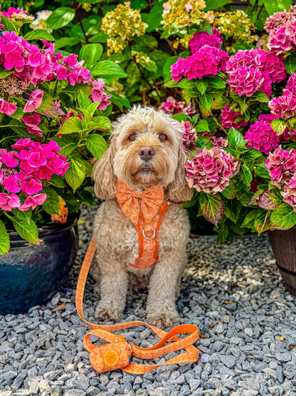 3 Click Adventure Dog Harness - Orange Passion