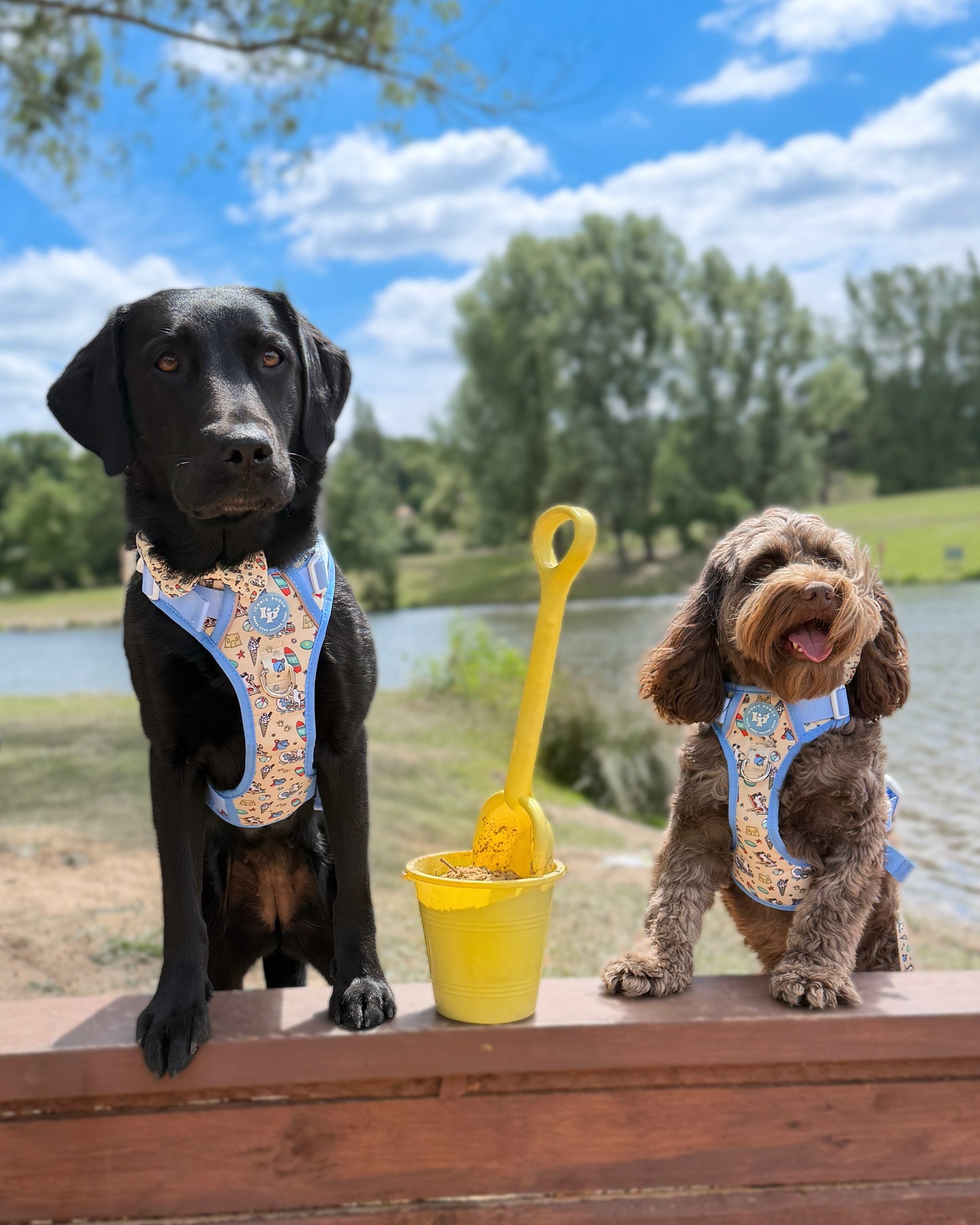 3 Click Adventure Dog Harness - Endless Summer