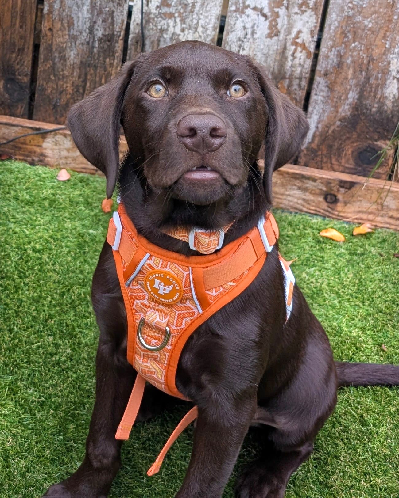 3 Click Adventure Dog Harness - Orange Passion