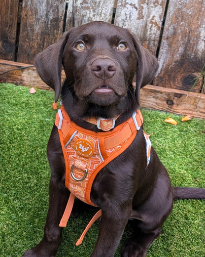 3 Click Adventure Dog Harness - Orange Passion