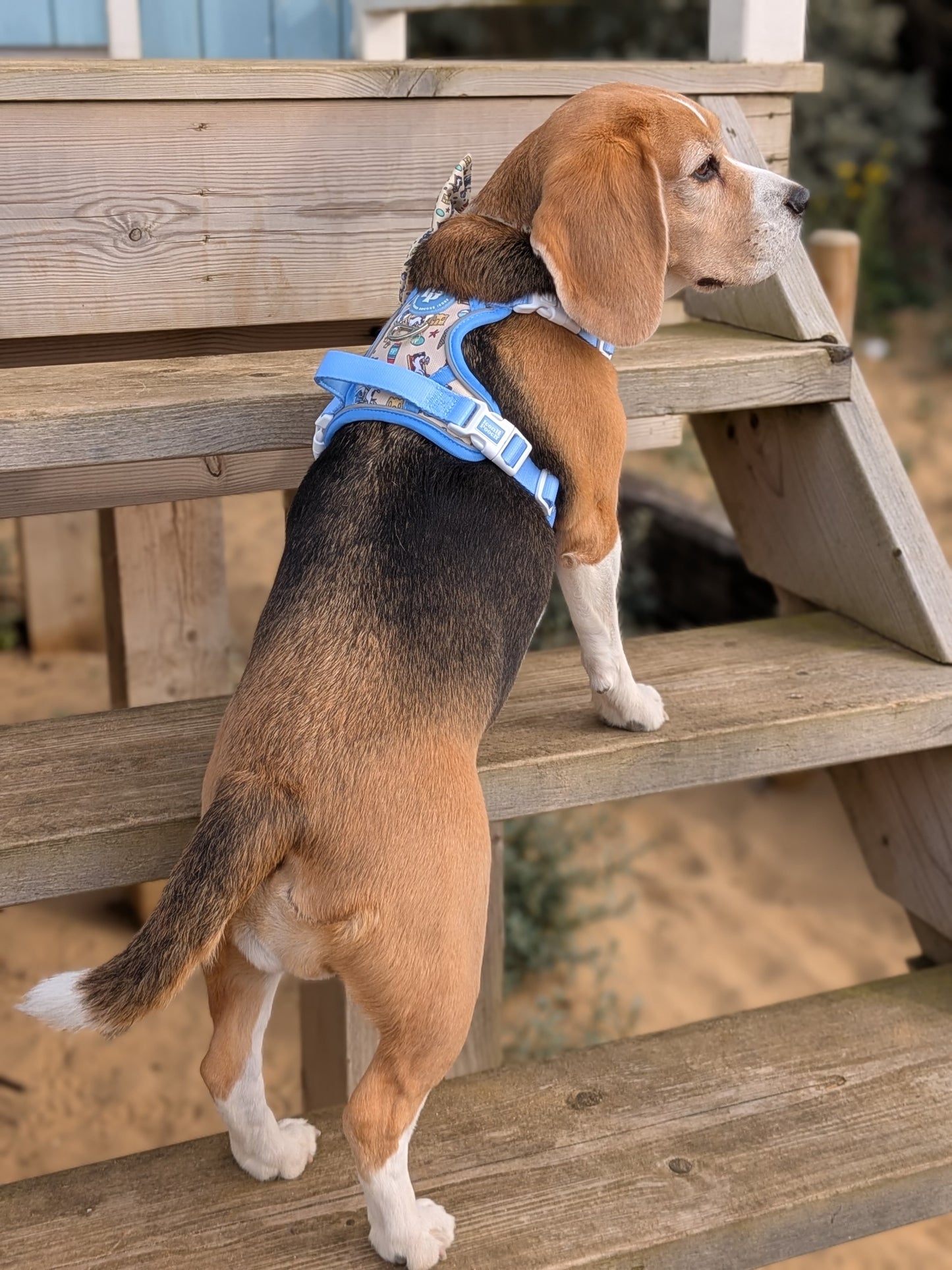 3 Click Adventure Dog Harness - Endless Summer