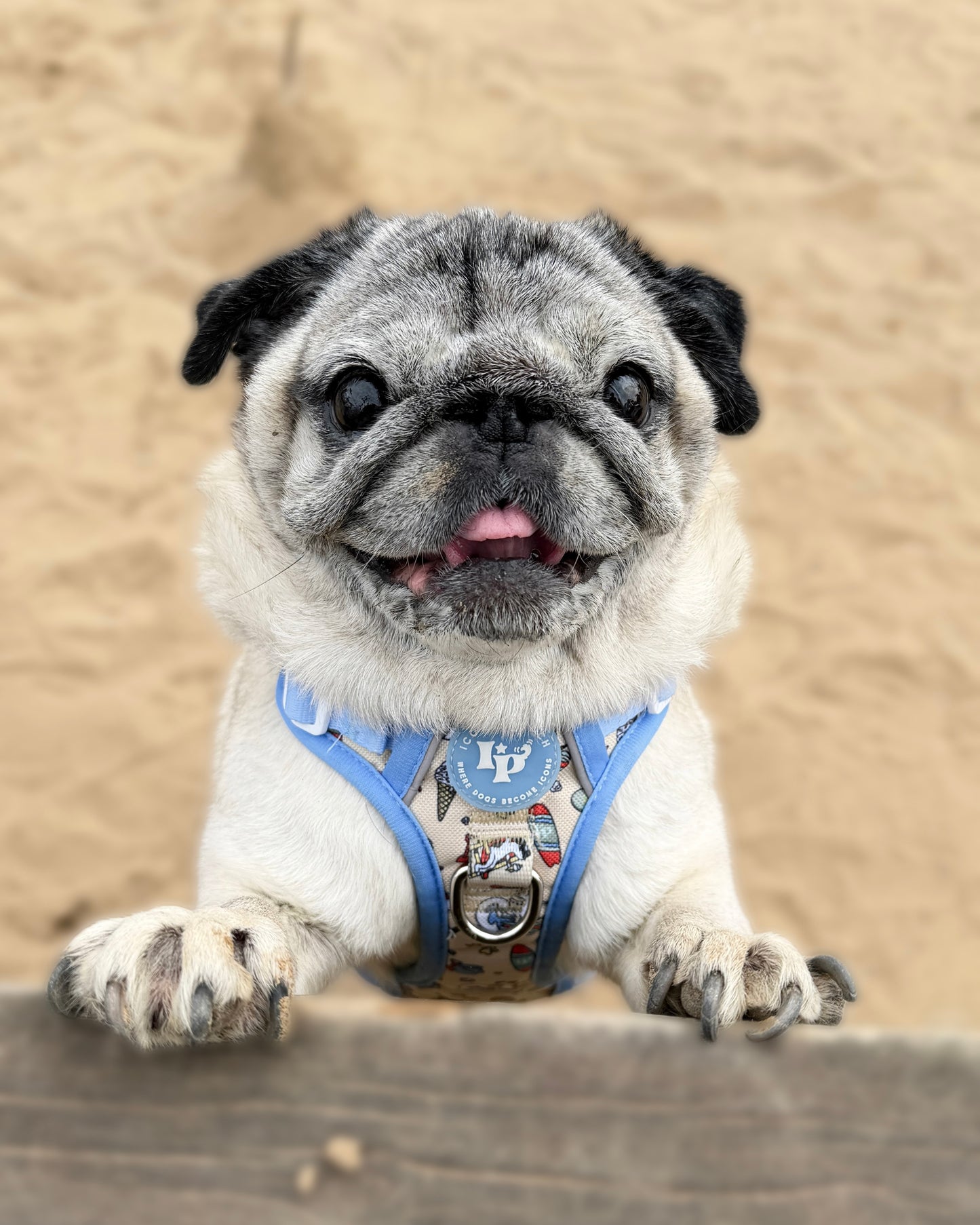 3 Click Adventure Dog Harness - Endless Summer