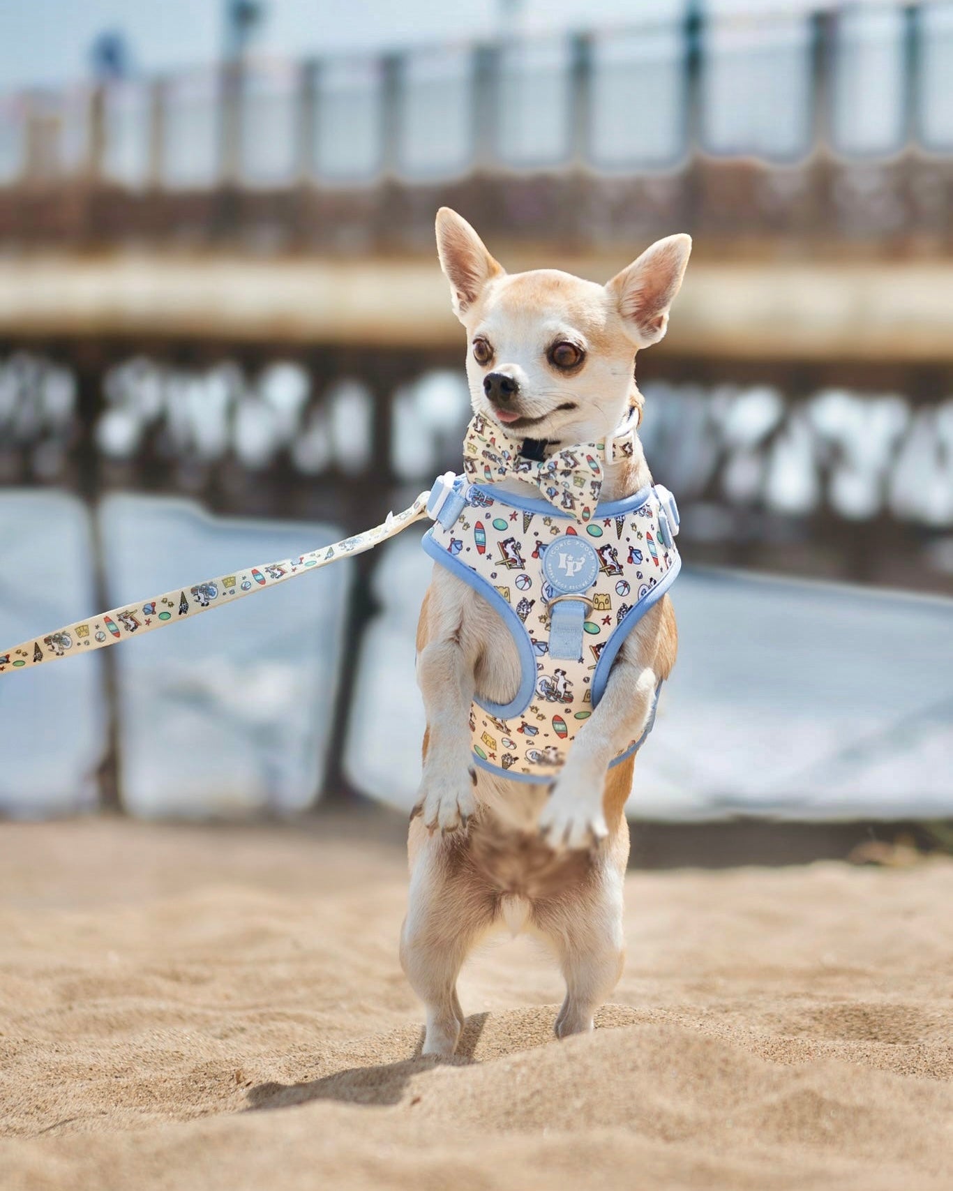 Adjustable Dog Harness - Endless Summer