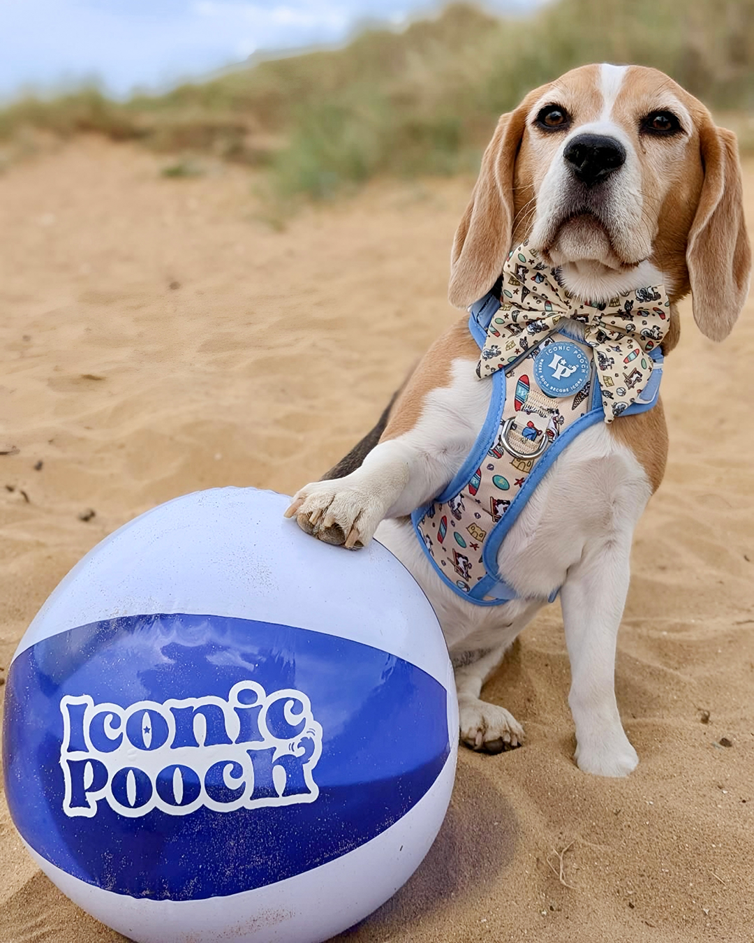 3 Click Adventure Dog Harness - Endless Summer