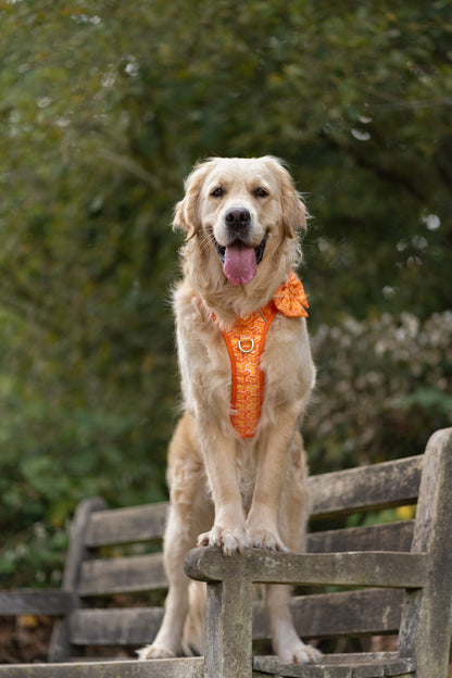 3 Click Adventure Dog Harness - Orange Passion