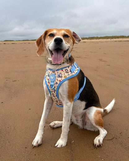 Adjustable Dog Harness - Endless Summer
