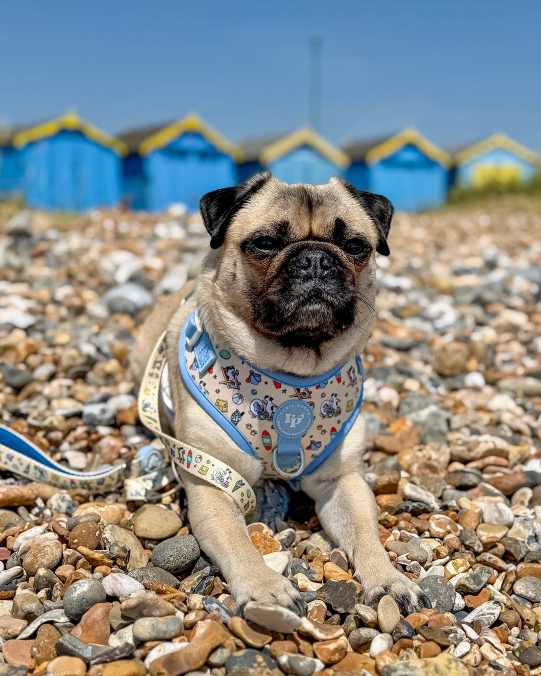Adjustable Dog Harness - Endless Summer