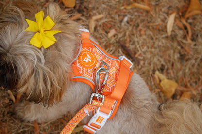 Dog Lead - Orange Passion