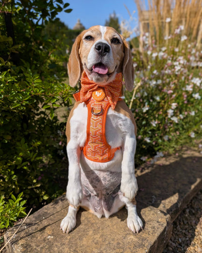 Sailor Bow Tie - Orange Passion