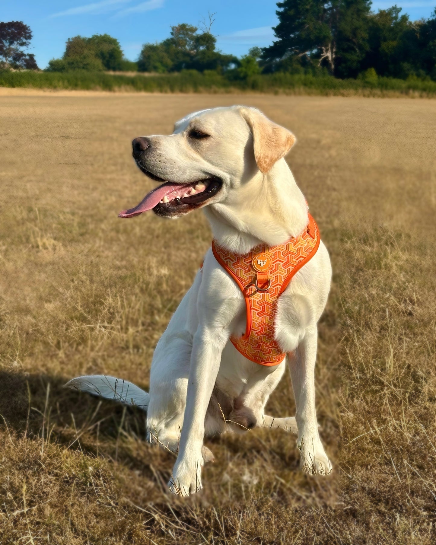 Adjustable Dog Harness - Orange Passion