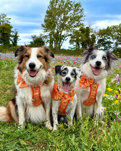 3 Click Adventure Dog Harness - Orange Passion