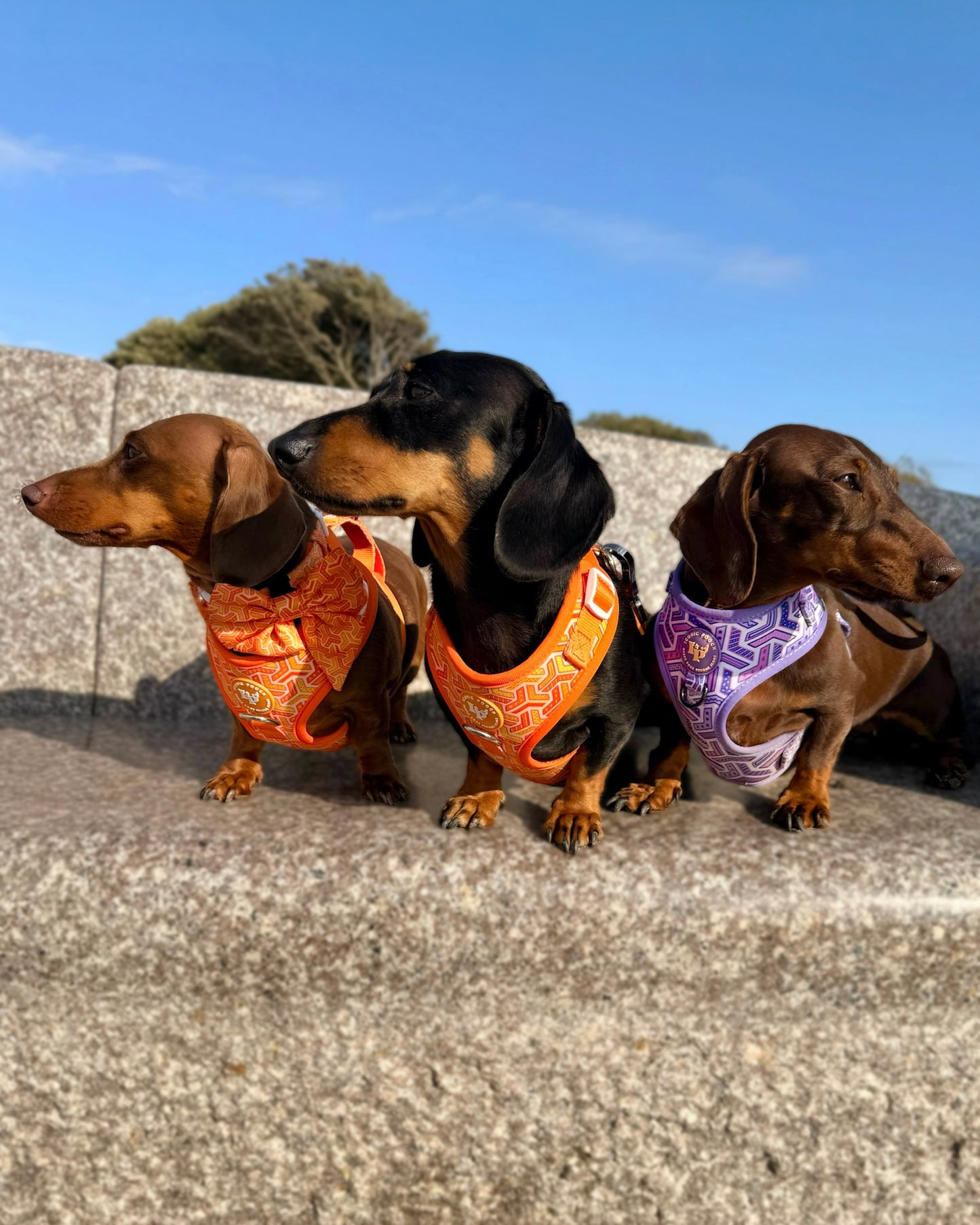 Adjustable Dog Harness - Orange Passion