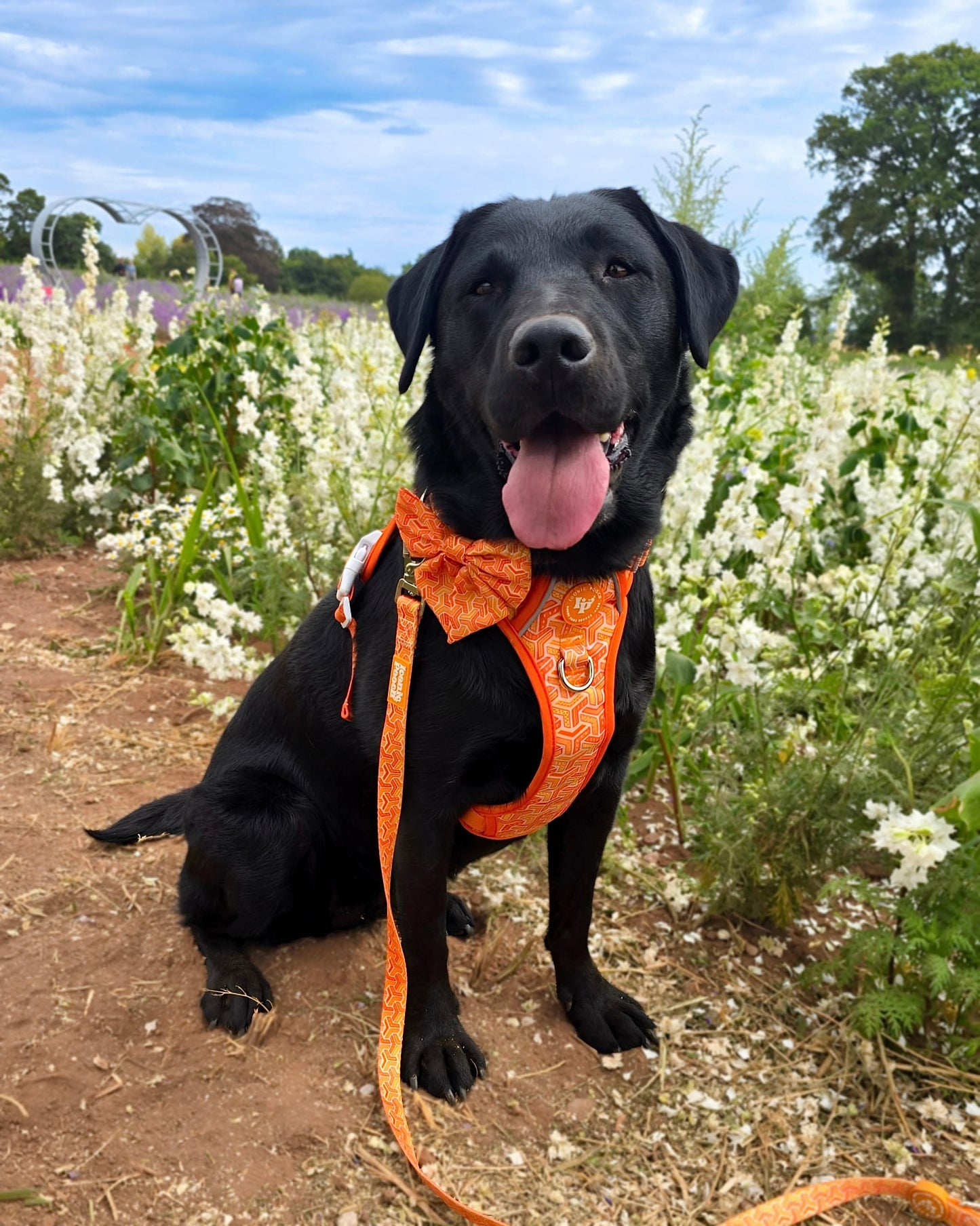 Dog Lead - Orange Passion