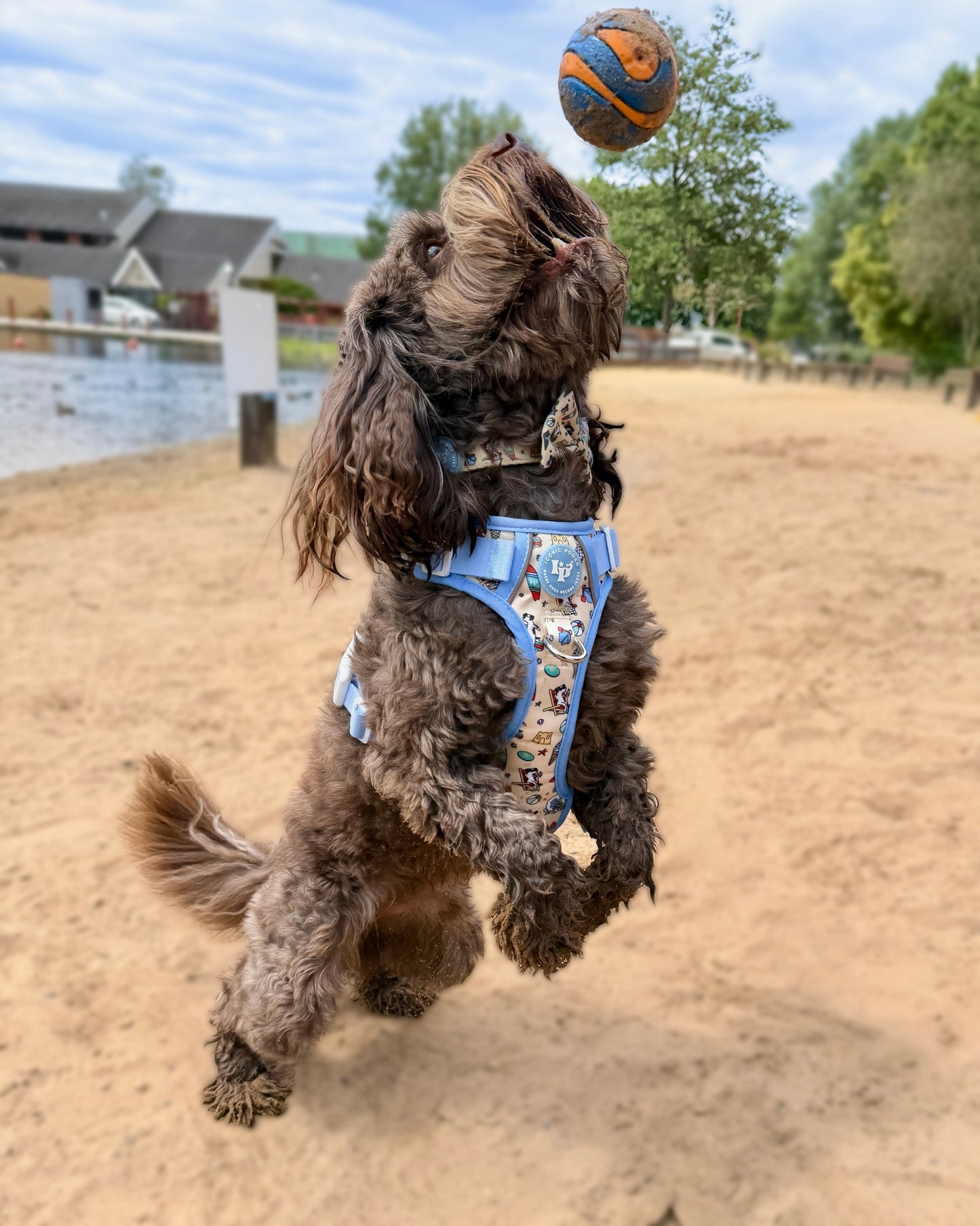 3 Click Adventure Dog Harness - Endless Summer