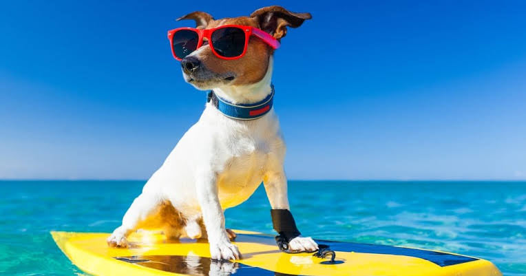New Beach Collection - (Ambassador Offer - FULL SET)
