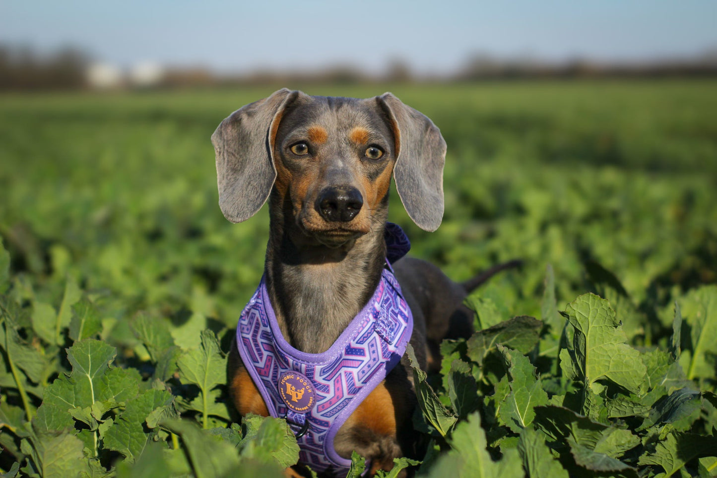 Adjustable Dog Harness - Purple Passion